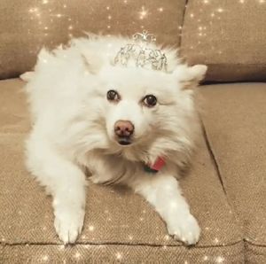 Meet your Posher, Madeline